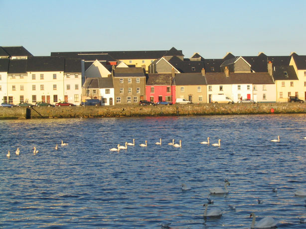 claddagh sunny galway swans on galway river